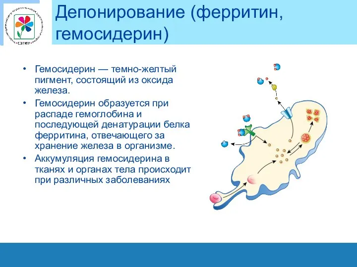 Депонирование (ферритин, гемосидерин) Гемосидерин — темно-желтый пигмент, состоящий из оксида железа.