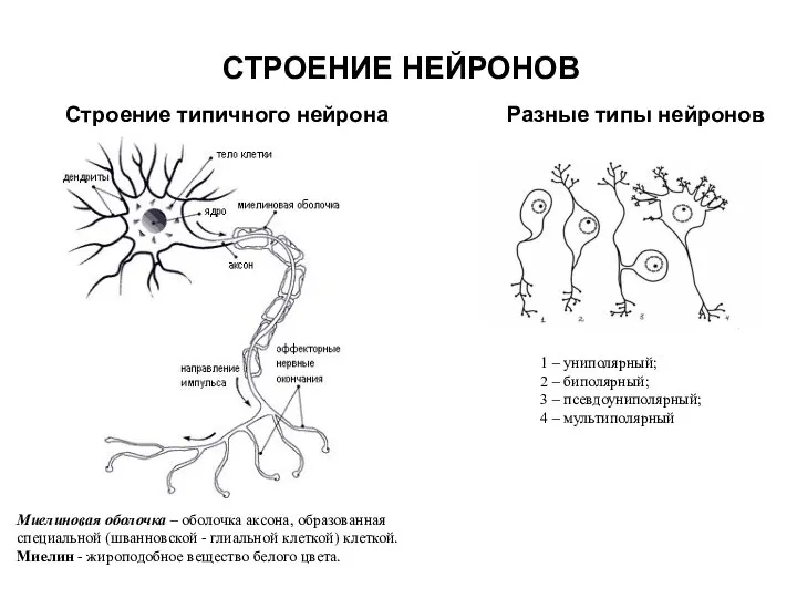 СТРОЕНИЕ НЕЙРОНОВ Строение типичного нейрона Миелиновая оболочка – оболочка аксона, образованная