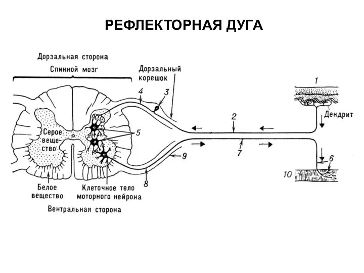 РЕФЛЕКТОРНАЯ ДУГА