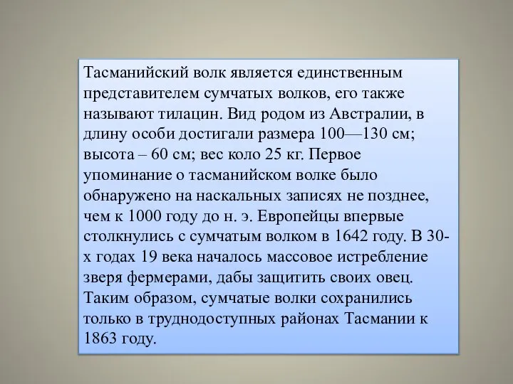 Тасманийский волк является единственным представителем сумчатых волков, его также называют тилацин.