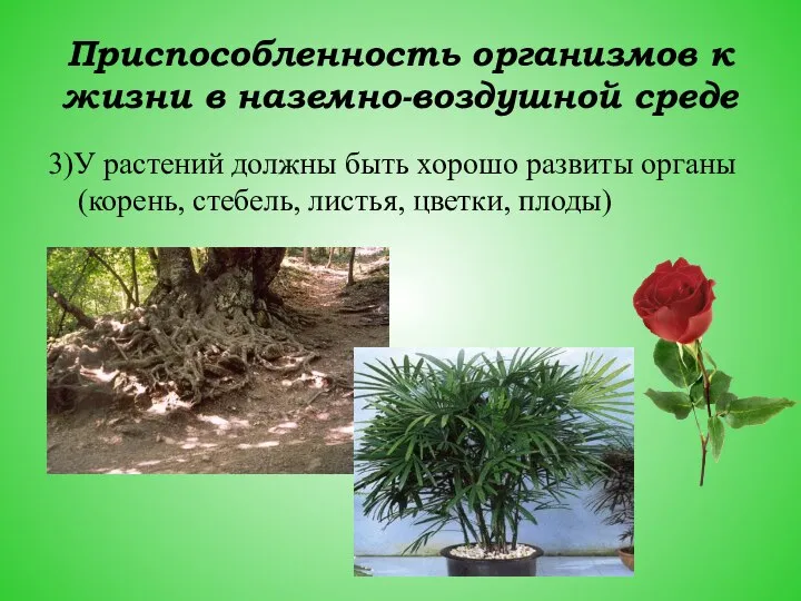 Приспособленность организмов к жизни в наземно-воздушной среде 3)У растений должны быть