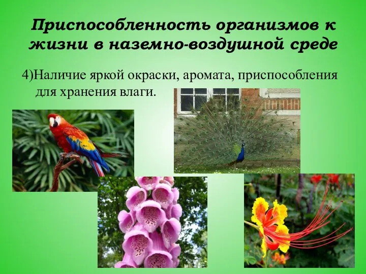 Приспособленность организмов к жизни в наземно-воздушной среде 4)Наличие яркой окраски, аромата, приспособления для хранения влаги.