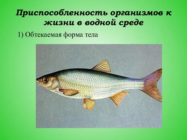 Приспособленность организмов к жизни в водной среде 1) Обтекаемая форма тела