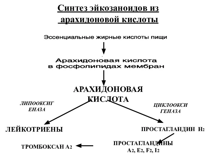 Синтез эйкозаноидов из арахидоновой кислоты АРАХИДОНОВАЯ КИСЛОТА ЛЕЙКОТРИЕНЫ ЛИПООКСИГЕНАЗА ЦИКЛООКСИГЕНАЗА ПРОСТАГЛАНДИН