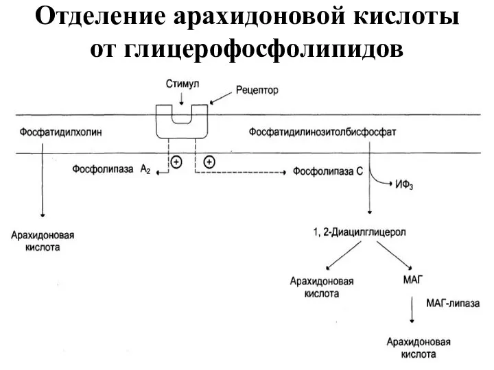 Отделение арахидоновой кислоты от глицерофосфолипидов