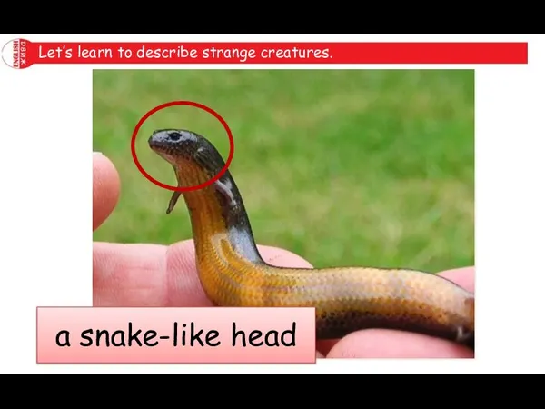 Let’s learn to describe strange creatures. a snake-like head