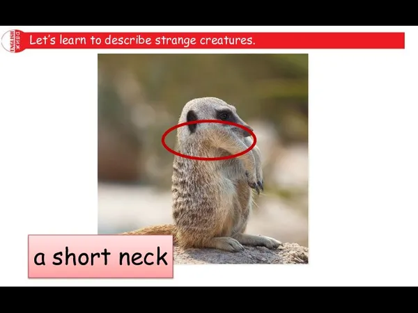 Let’s learn to describe strange creatures. a short neck
