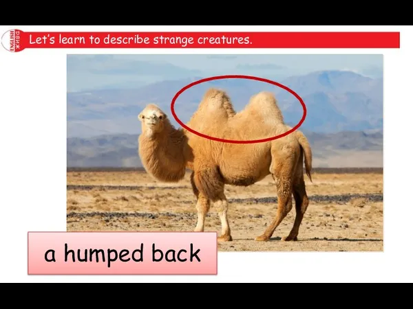 Let’s learn to describe strange creatures. a humped back