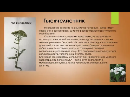 Тысячелистник Многолетние растение из семейства Астровых. Также имеет название Порезная трава.