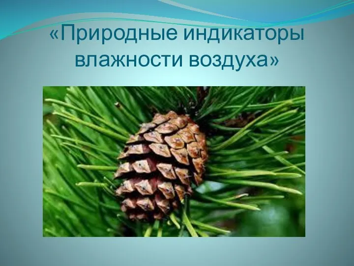 «Природные индикаторы влажности воздуха»