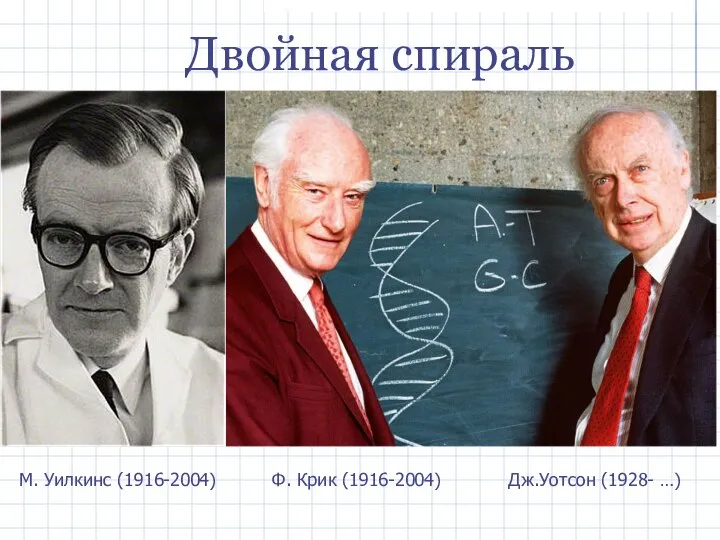 М. Уилкинс (1916-2004) Ф. Крик (1916-2004) Дж.Уотсон (1928- …) Двойная спираль