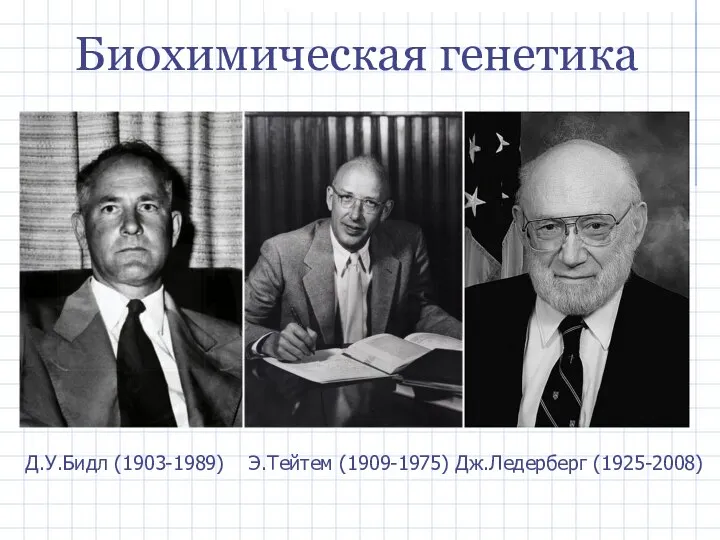 Д.У.Бидл (1903-1989) Э.Тейтем (1909-1975) Дж.Ледерберг (1925-2008) Биохимическая генетика