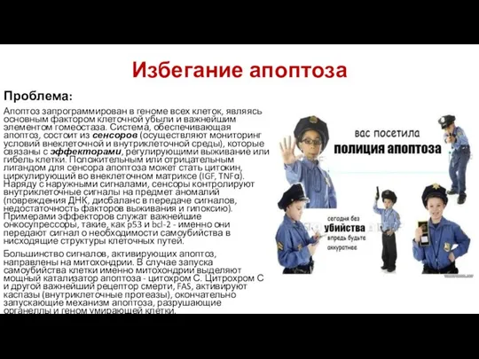 Избегание апоптоза Проблема: Апоптоз запрограммирован в геноме всех клеток, являясь основным