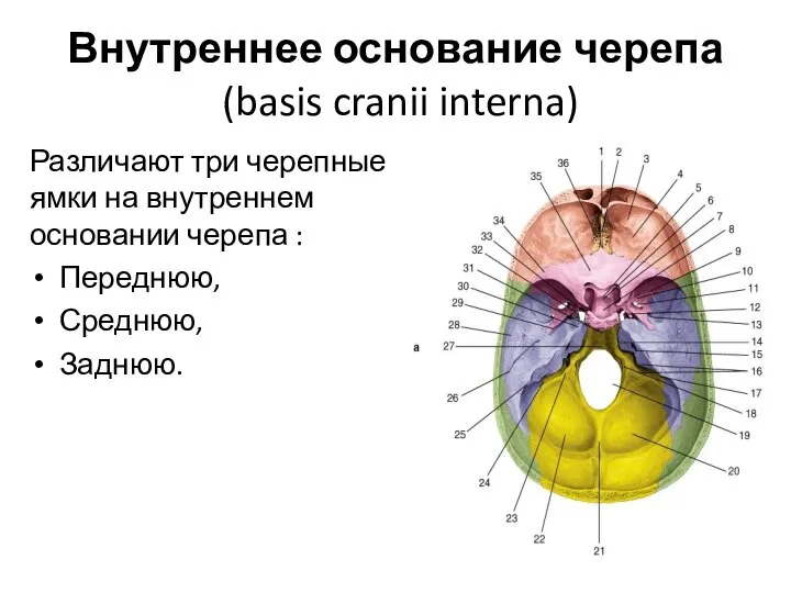 Внутреннее основание черепа (basis cranii interna) Различают три черепные ямки на