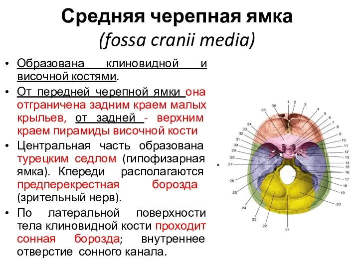 Средняя черепная ямка (fossa cranii media) Образована клиновидной и височной костями.