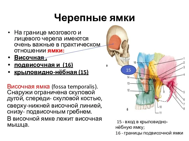 Черепные ямки На границе мозгового и лицевого черепа имеются очень важные