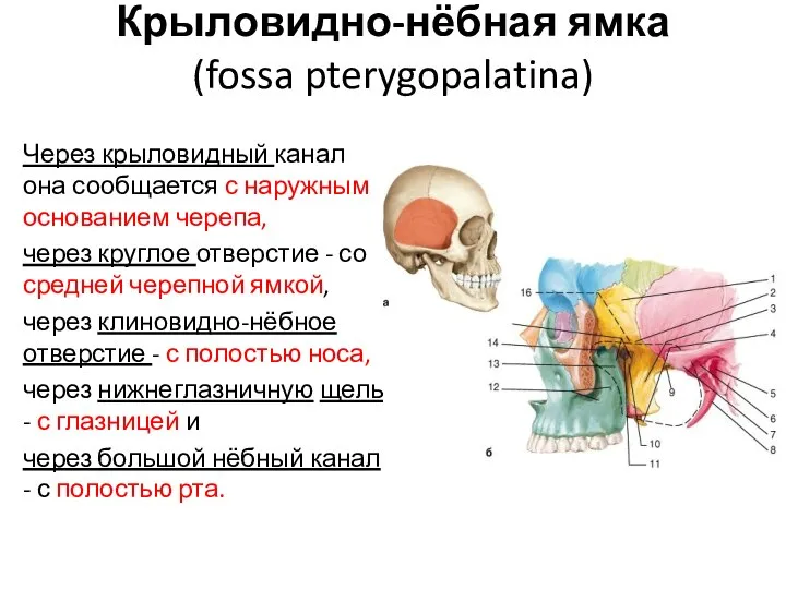 Крыловидно-нёбная ямка (fossa pterygopalatina) Через крыловидный канал она сообщается с наружным