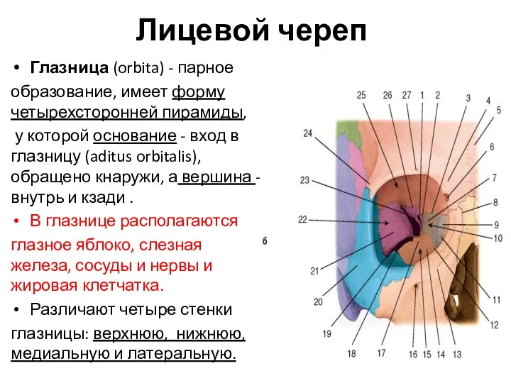 Лицевой череп Глазница (orbita) - парное образование, имеет форму четырехсторонней пирамиды,