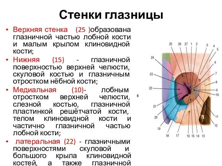 Стенки глазницы Верхняя стенка (25 )образована глазничной частью лобной кости и