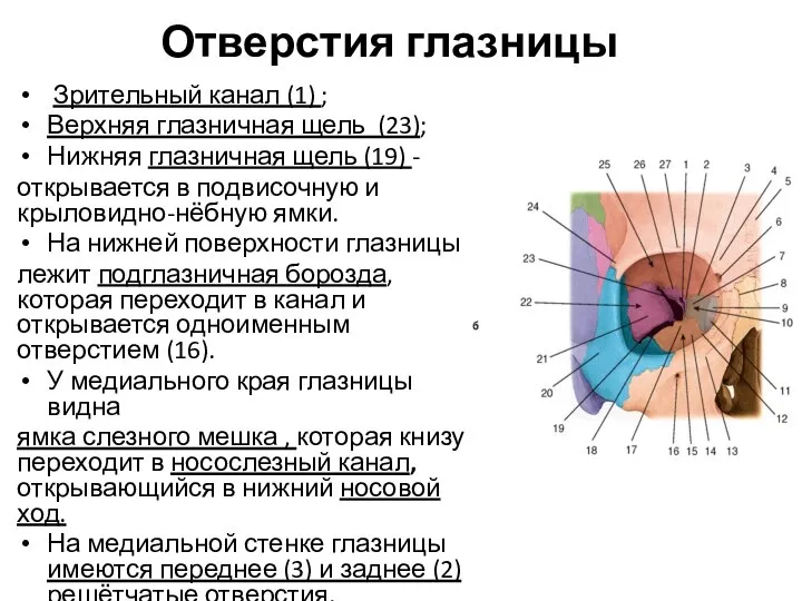 Отверстия глазницы Зрительный канал (1) ; Верхняя глазничная щель (23); Нижняя