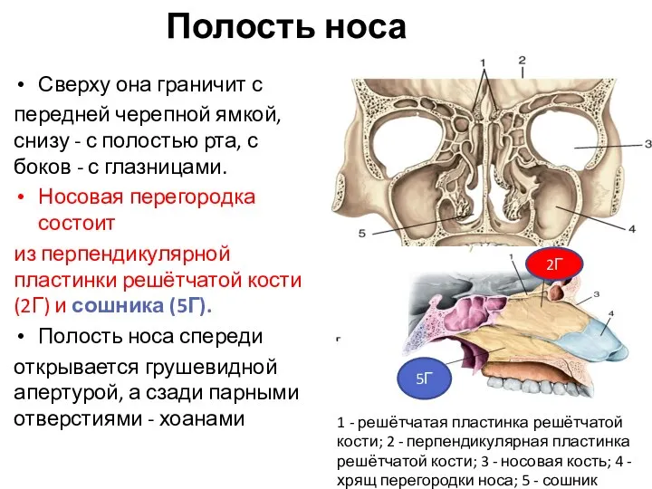 Полость носа Сверху она граничит с передней черепной ямкой, снизу -