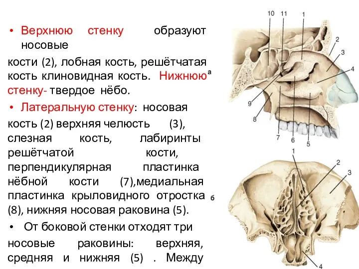 Верхнюю стенку образуют носовые кости (2), лобная кость, решётчатая кость клиновидная