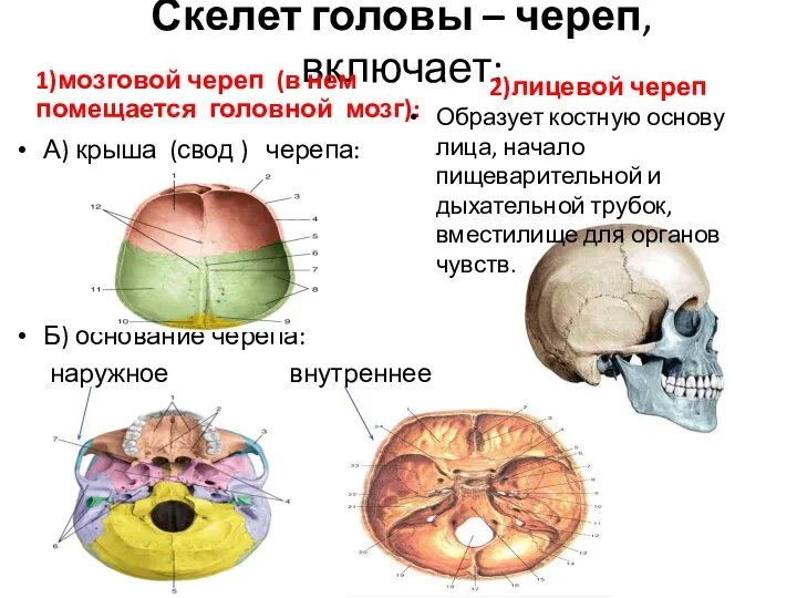 Скелет головы – череп, включает: 1)мозговой череп (в нем помещается головной