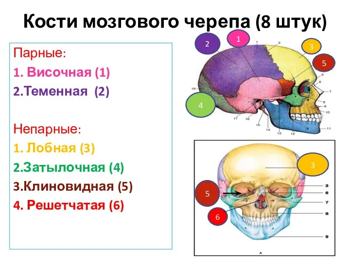 Кости мозгового черепа (8 штук) Парные: 1. Височная (1) 2.Теменная (2)