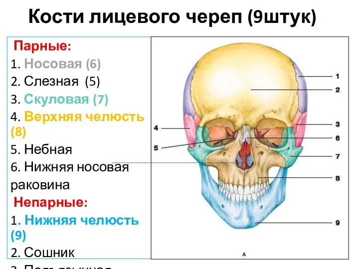 Кости лицевого череп (9штук) Парные: 1. Носовая (6) 2. Слезная (5)