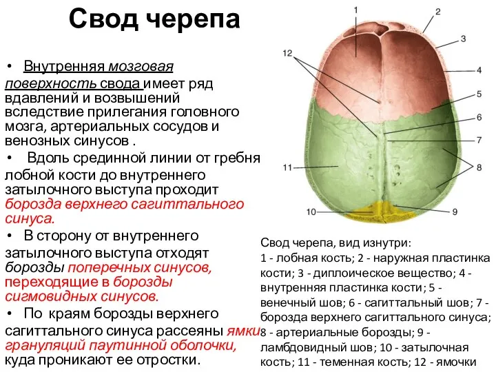Свод черепа Внутренняя мозговая поверхность свода имеет ряд вдавлений и возвышений