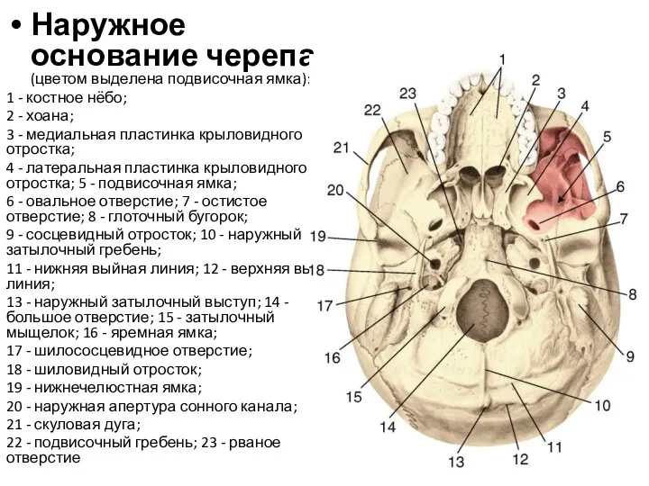 Наружное основание черепа (цветом выделена подвисочная ямка): 1 - костное нёбо;