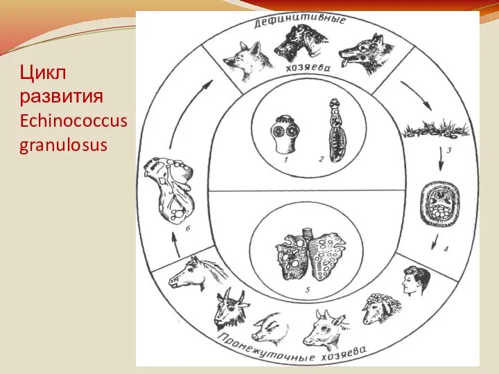 Цикл развития Echinococcus granulosus