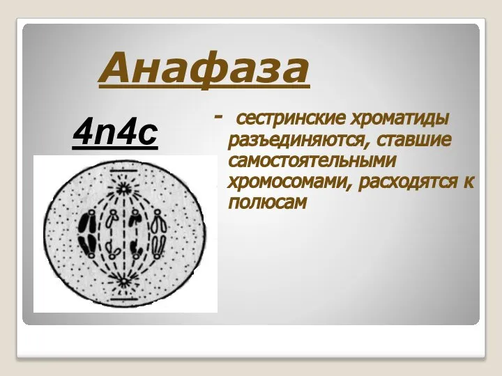 Анафаза - сестринские хроматиды разъединяются, ставшие самостоятельными хромосомами, расходятся к полюсам 4n4c