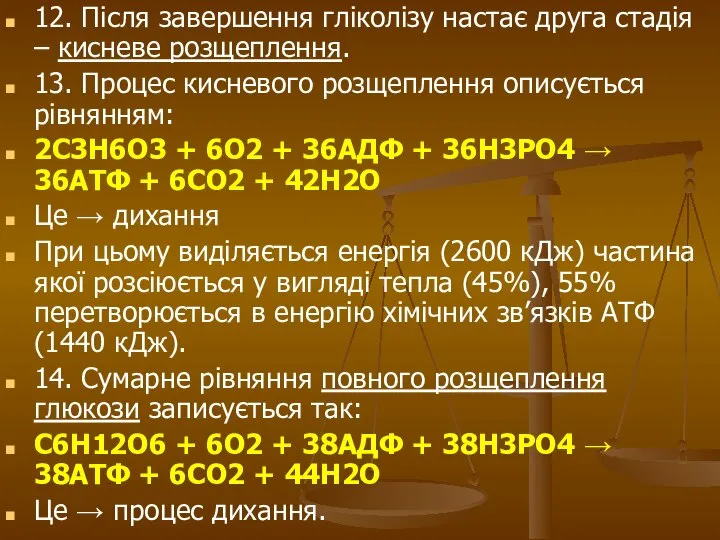 12. Після завершення гліколізу настає друга стадія – кисневе розщеплення. 13.