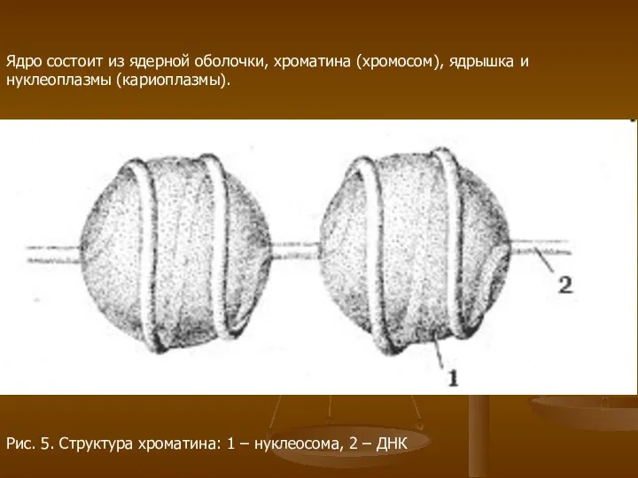 Ядро состоит из ядерной оболочки, хроматина (хромосом), ядрышка и нуклеоплазмы (кариоплазмы).