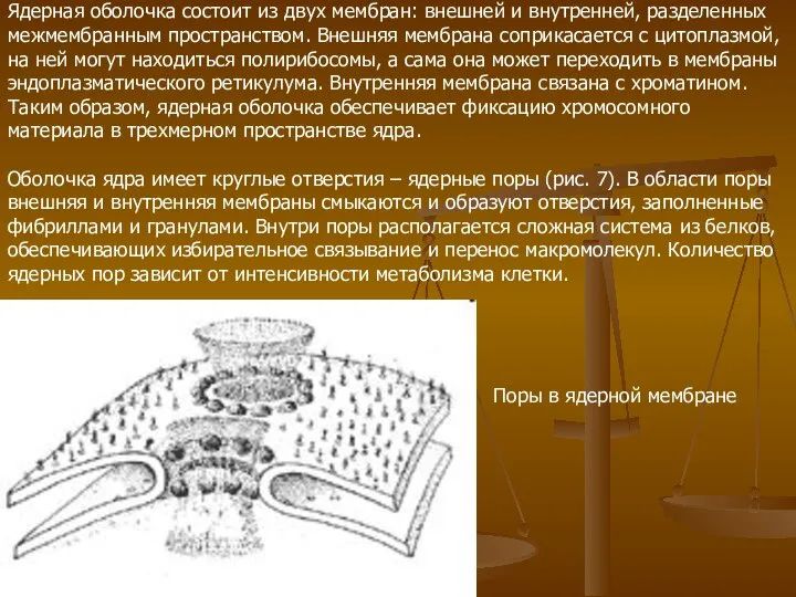 Ядерная оболочка состоит из двух мембран: внешней и внутренней, разделенных межмембранным