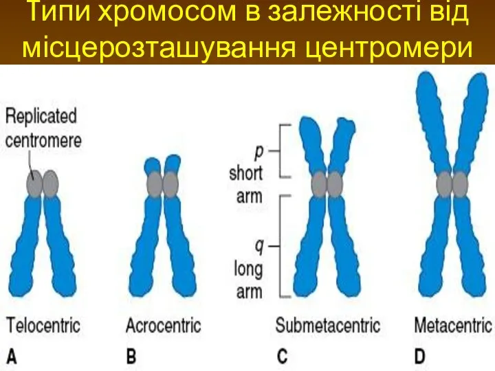 Tипи хромосом в залежності від місцерозташування центромери