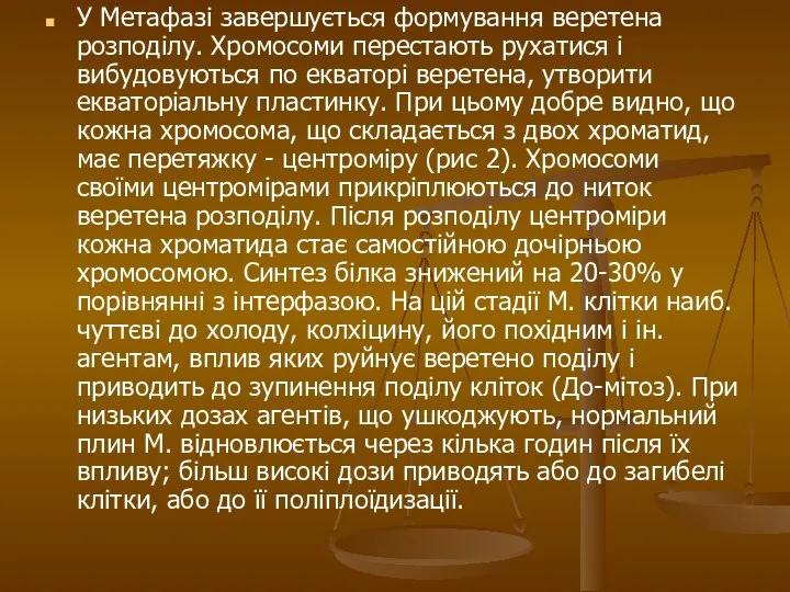 У Метафазі завершується формування веретена розподілу. Хромосоми перестають рухатися і вибудовуються