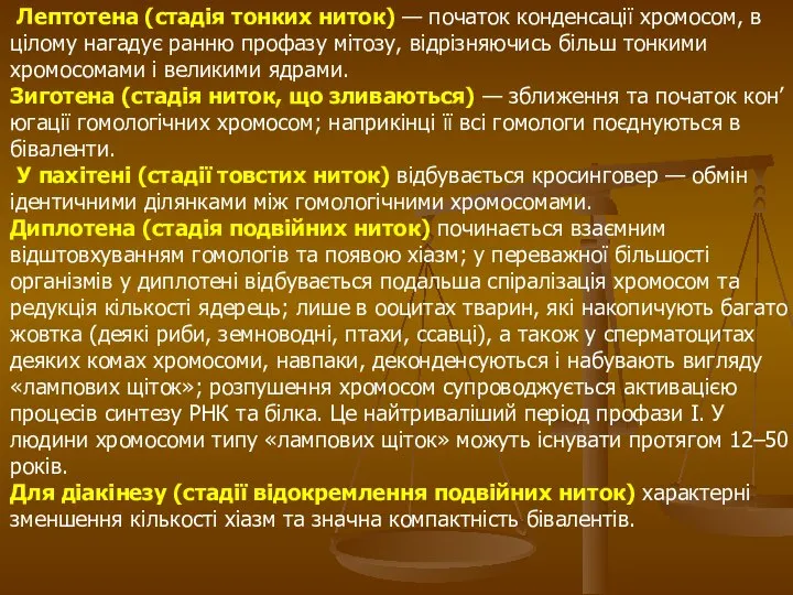 Лептотена (стадія тонких ниток) — початок конденсації хромосом, в цілому нагадує