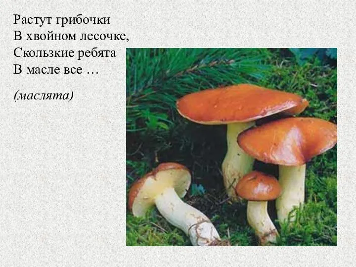 (маслята) Растут грибочки В хвойном лесочке, Скользкие ребята В масле все …