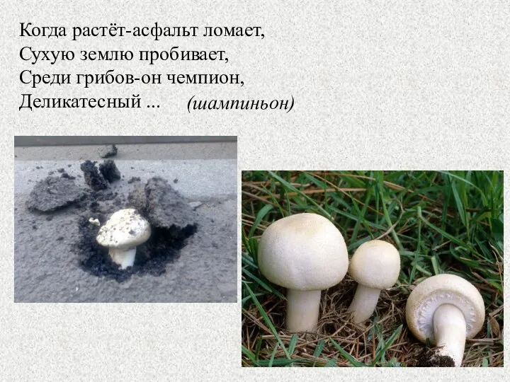 (шампиньон) Когда растёт-асфальт ломает, Сухую землю пробивает, Среди грибов-он чемпион, Деликатесный ...