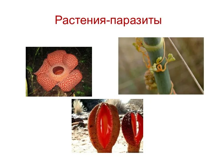 Растения-паразиты