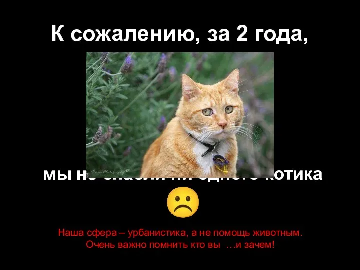 К сожалению, за 2 года, мы не спасли ни одного котика