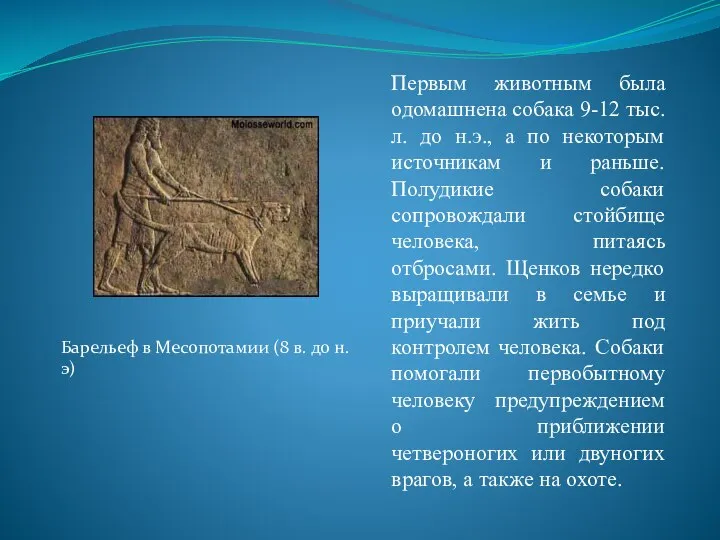 Первым животным была одомашнена собака 9-12 тыс.л. до н.э., а по