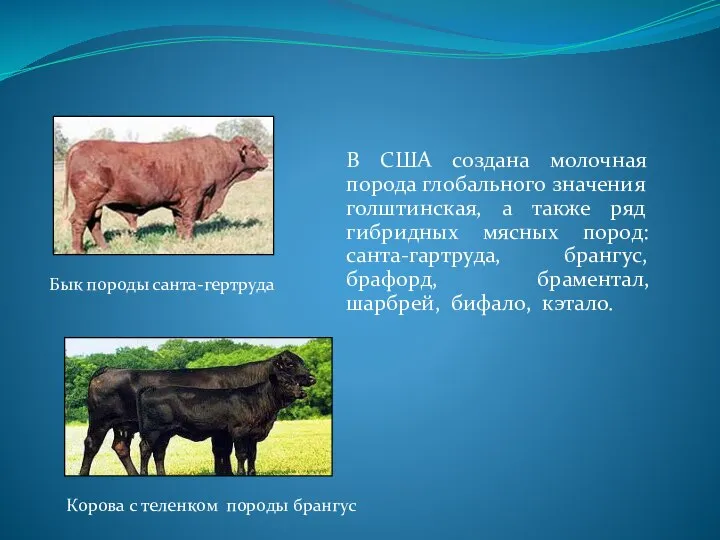 В США создана молочная порода глобального значения голштинская, а также ряд