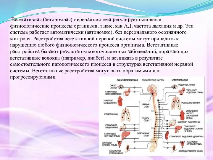 Вегетативная (автономная) нервная система регулирует основные физиологические процессы организма, такие, как