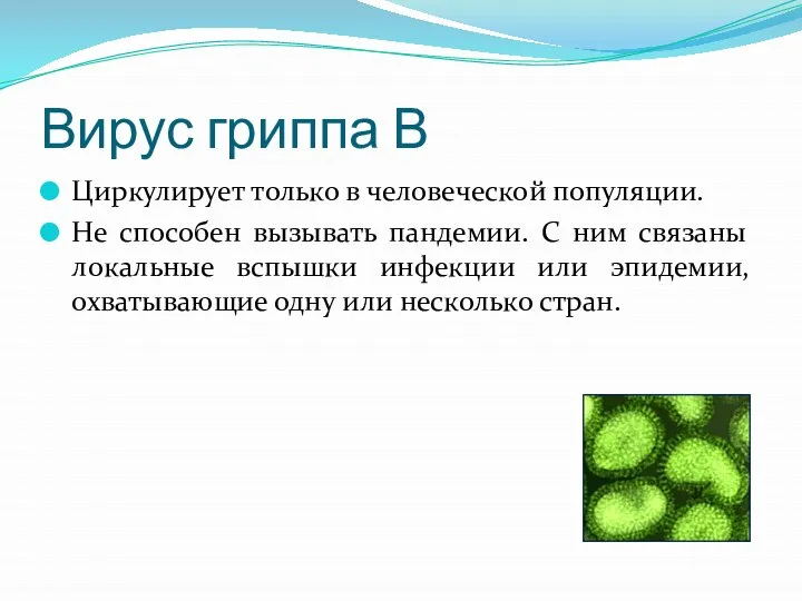 Вирус гриппа В Циркулирует только в человеческой популяции. Не способен вызывать