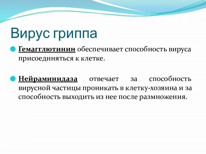 Вирус гриппа Гемагглютинин обеспечивает способность вируса присоединяться к клетке. Нейраминидаза отвечает