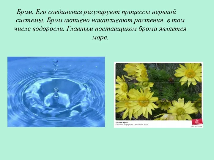 Бром. Его соединения регулируют процессы нервной системы. Бром активно накапливают растения,