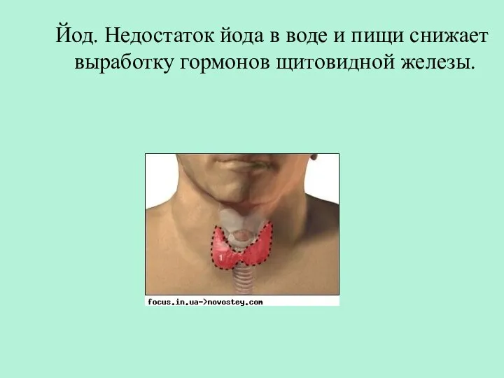 Йод. Недостаток йода в воде и пищи снижает выработку гормонов щитовидной железы.